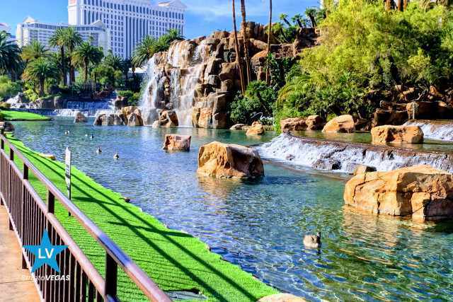 flamingo wild life habitat las vegas